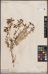 Foto von Salix babylonica L.